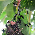 Rattle Ants (nest construction)
