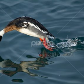 Dive, Dive! by Robert Huebner - Animals Birds