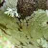 Xanthoparmelia Lichen