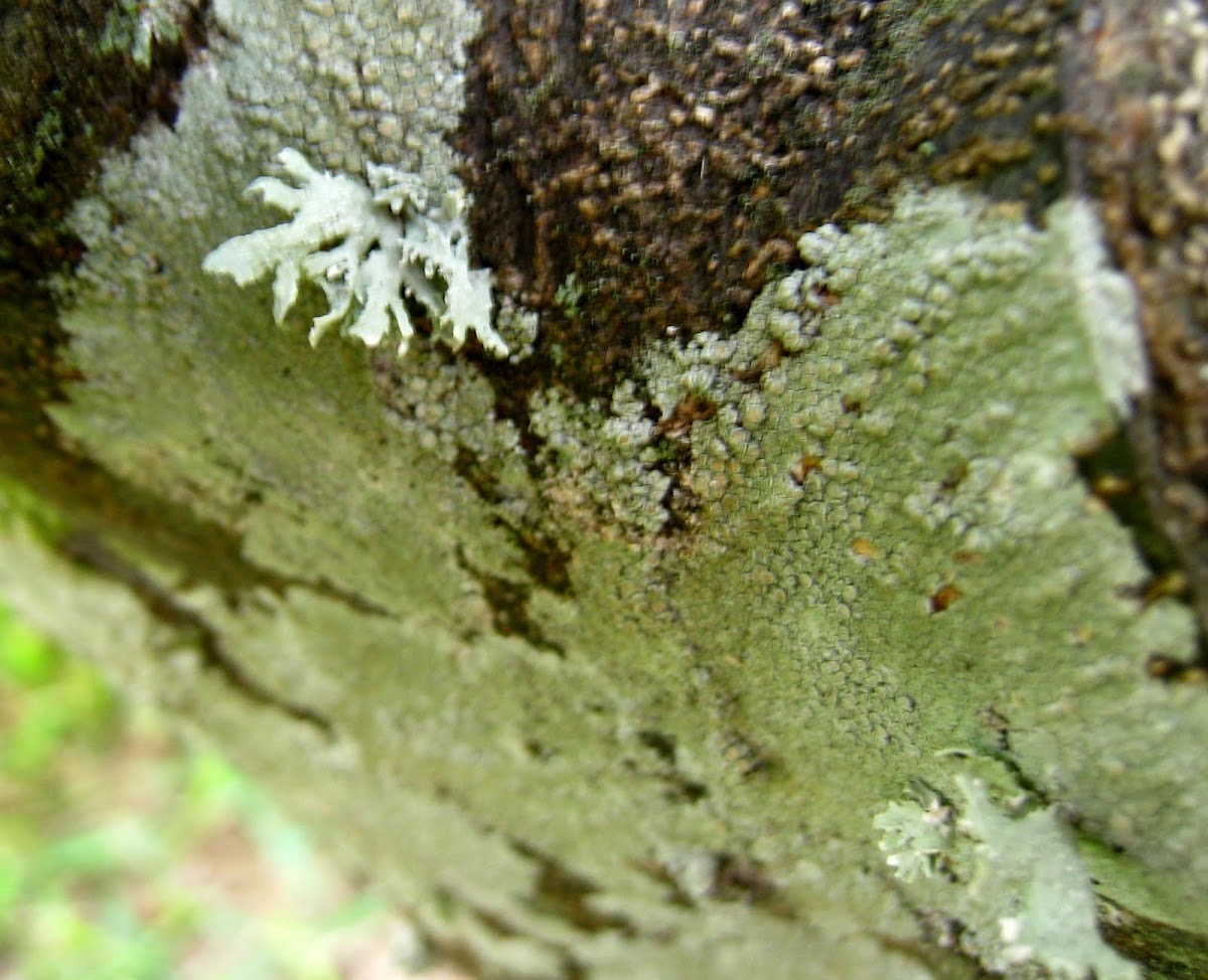 Xanthoparmelia Lichen