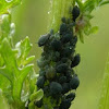 Black bean aphid