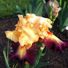 Orange & Purple bearded Iris
