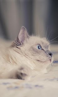 How to mod Ragdolls Wallpapers patch 1.0 apk for pc