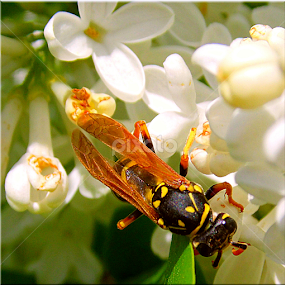 by Árpád Kovacsevics - Animals Insects & Spiders