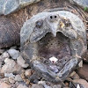 Alligator Snapping Turtle (Courtney Love)