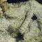 Chiragra mantis shrimp