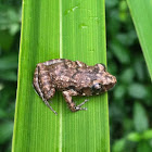 Greenhouse Frog