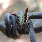 Micrathena Orb-Web Spider