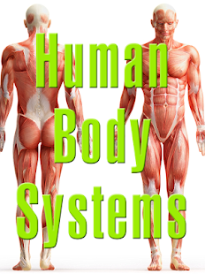 Human Body Systems