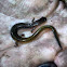 Many ribbed salamander
