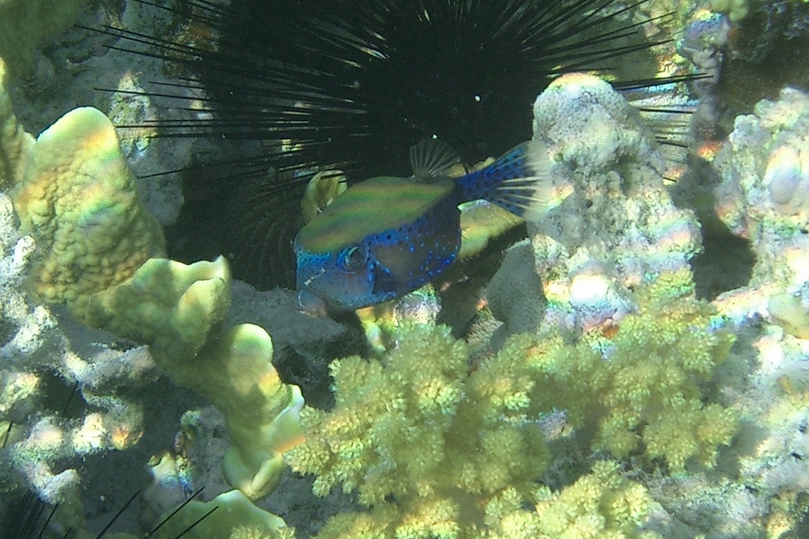 Arabian Boxfish