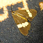 Magpie moth