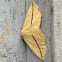 Yellow Slant-Line Moth