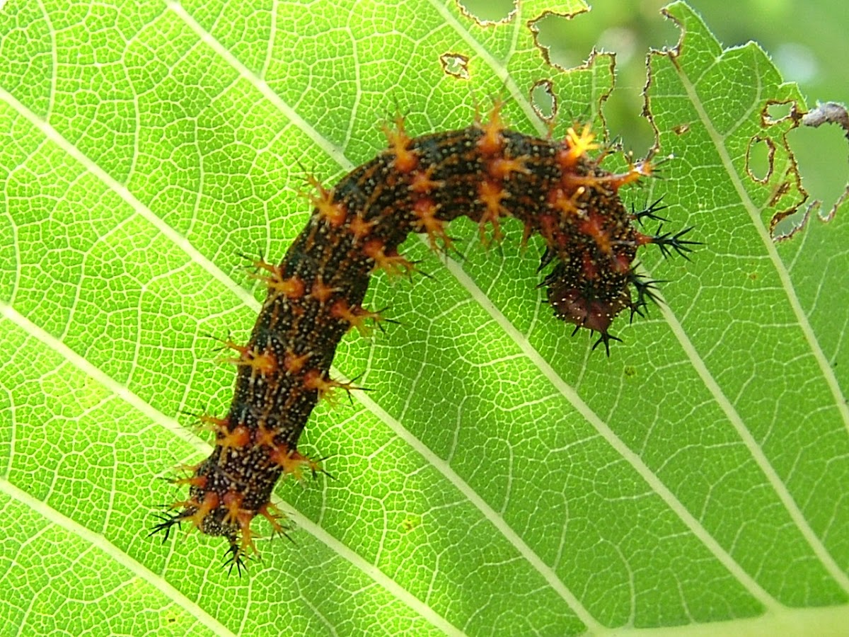 Question Mark Caterpillar
