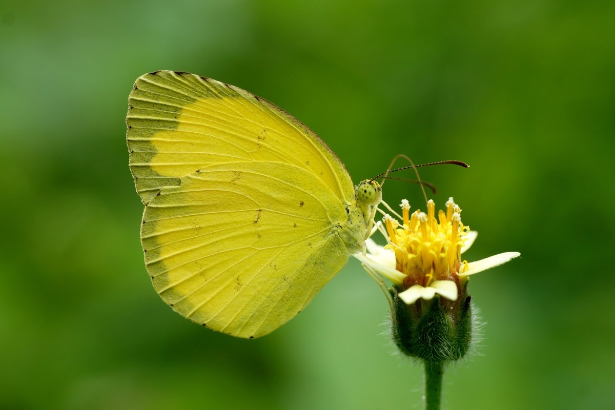 Common Grass Yellow or Large Grass Yellow