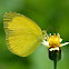 Common Grass Yellow or Large Grass Yellow