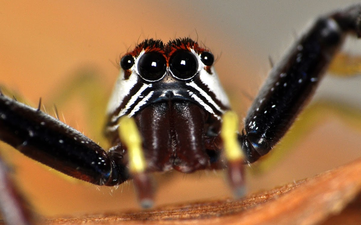 Epocilla Jumping Spider