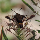 Snowberry Clearwing