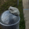 Cope's grey tree frog