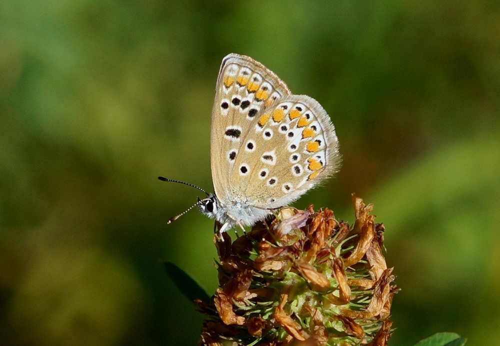 Common Blue