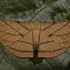 Geometrid Moth