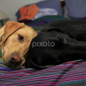 Who's Bed by Keith Bryant - Animals - Dogs Portraits