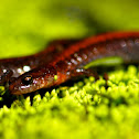 Southern Redback Salamander