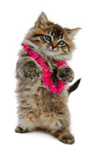 How to install Dancing and Singing Funny Pets 1.1.3 apk for android