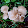 Woodwax mushrooms