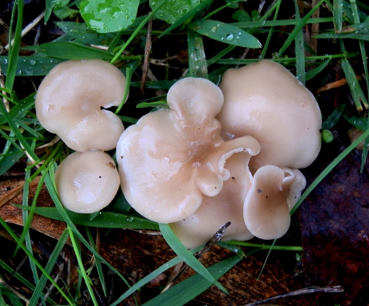 Woodwax mushrooms
