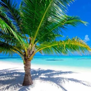 Dream Island + Nature Sounds 1.0