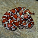Milk snake (Juvenile Eastern x Red intergrade)