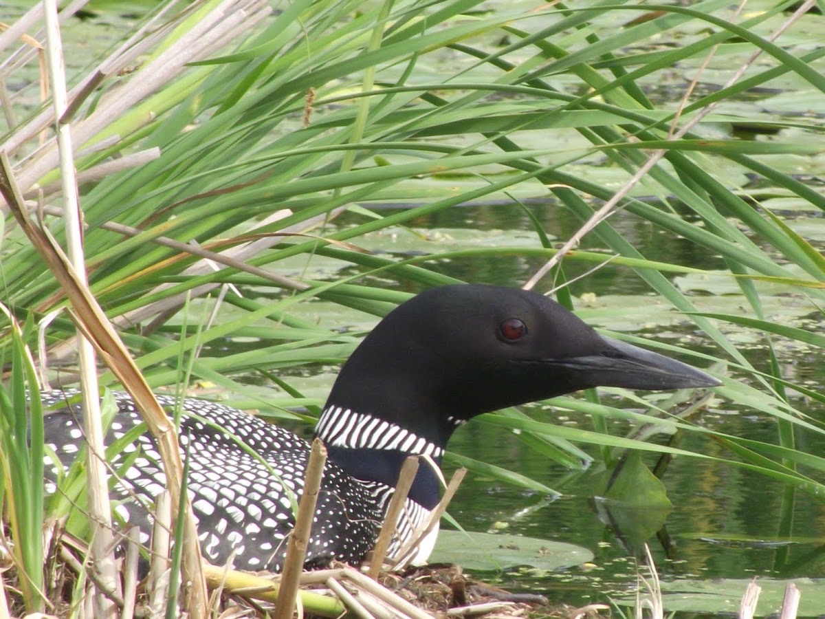 Common Loon