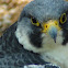 Peregrine Falcon