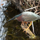 Green Heron