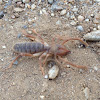 Windscorpion/Sun Spider/Camel Spider