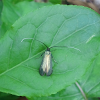 Green Longhorn / Smaragdlangsprietmot