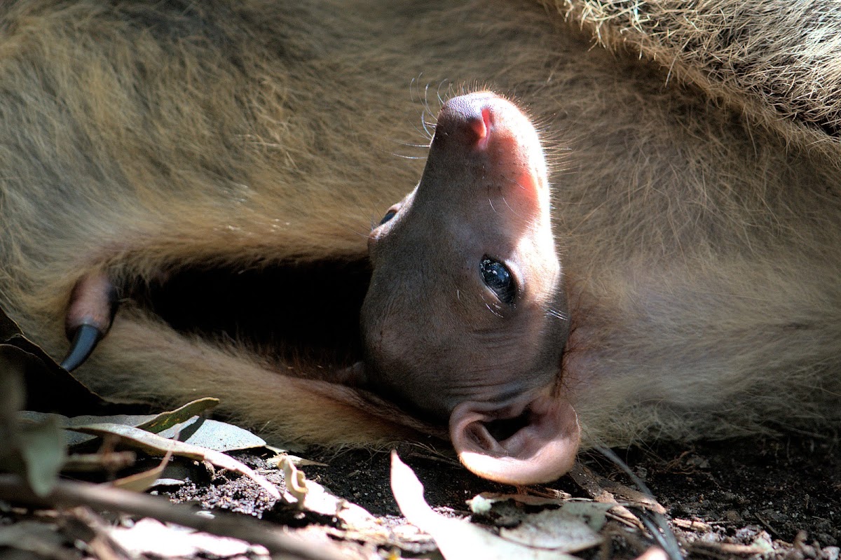 Wallaby Joey