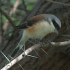 Bay-backed Shrike
