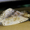 Molippa moth