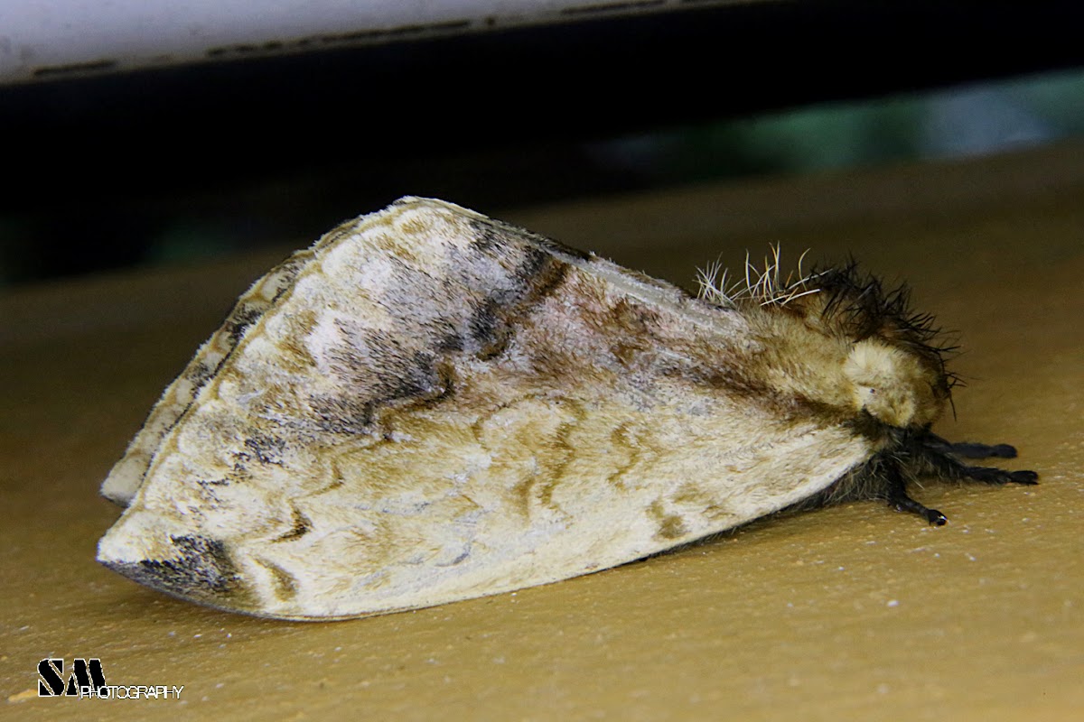 Molippa moth