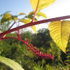 Pokeweed