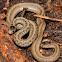DeKay's Brown Snake