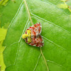 Ricaniid planthopper