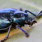Eumolpine leaf beetle