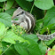 Northern palm squirrel or Five-striped palm squirrel