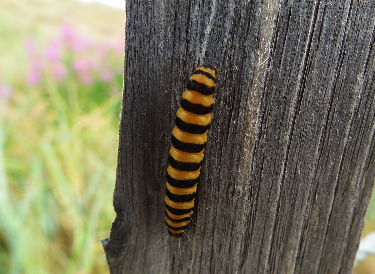 Cinnabar Moth Caterpillar