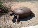 Lizard Acres - Iron Turtle 