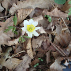 Eight petals Wood anemone / Šumarice 8 latica