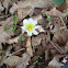 Eight petals Wood anemone / Šumarice 8 latica